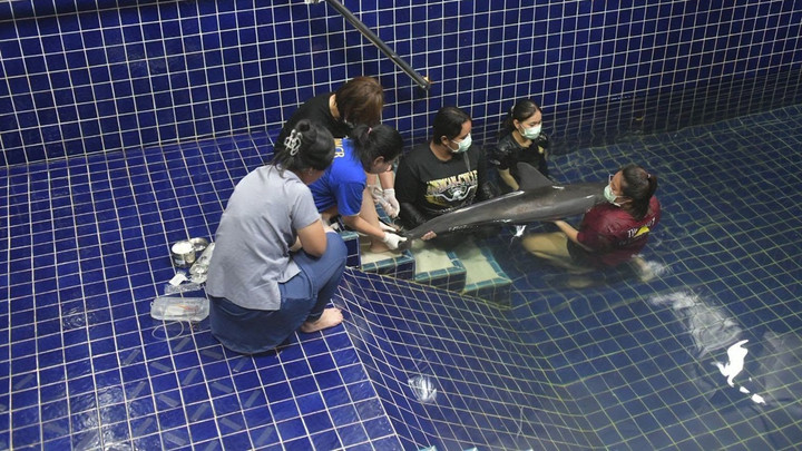 ช่วยชีวิต "โลมากระโดด" เกยตื้นภูเก็ต มีอาการอ่อนแรง-ภาวะขาดน้ำ