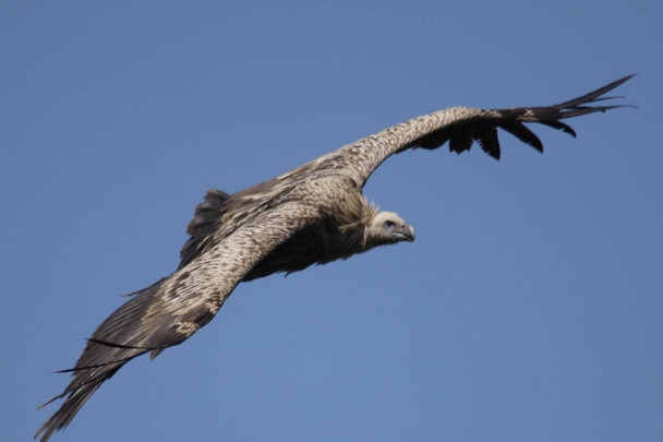 คืนถิ่นสำเร็จ "3 แร้งสีน้ำตาลหิมาลัย" บินจากไทยถึง "ทิเบต-ยูนนาน" 