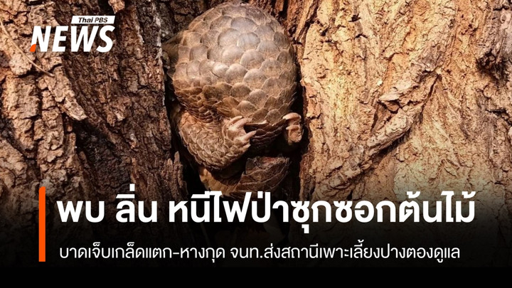 ไฟป่าถ้ำปลา-ผาเสื่อกระทบสัตว์ป่า พบลิ่นเพศเมียหนีตายซุกซอกต้นไม้