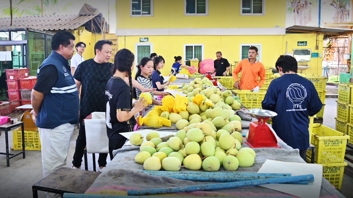  “มะม่วง-ลำไย” เสี่ยงล้นตลาด  “ค้าภายใน”เร่งเชื่อมโยงซื้อราคานำตลาด