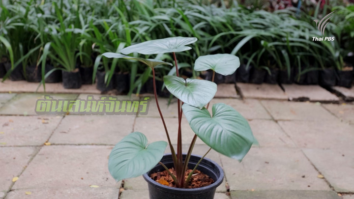 สูตรลับฉบับบ้านนา : รวมมิตรต้นไม้เสริมดวง โดย ป้าเครือ