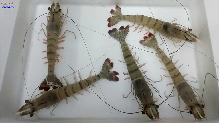กุ้งกุลาดำพันธุ์ใหม่ ภาพจาก ศูนย์วิจัยและพัฒนาสายพันธุ์กุ้ง