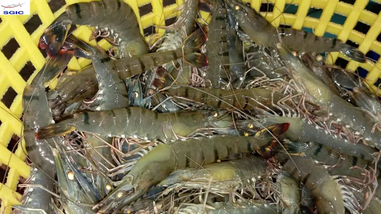 กุ้งกุลาดำพันธุ์ใหม่ ภาพจาก ศูนย์วิจัยและพัฒนาสายพันธุ์กุ้ง