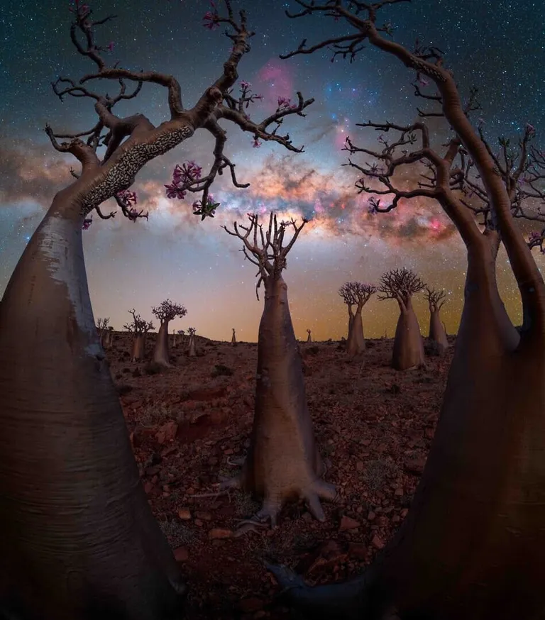 ‘Bottle Tree Paradise (สวนสวรรค์ต้นขวด)’ โดย Benjamin Barakat ถ่ายที่เกาะ Socotra เยเมน