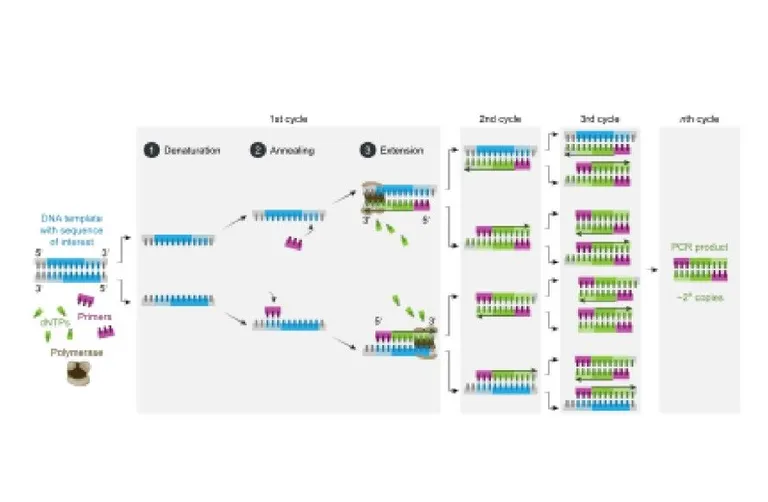 การทำ PCR ซ้ำหลาย ๆ รอบนั้นทำให้เราสามารถขยายจำนวนของ DNA ได้มหาศาล ระดับพันล้านฉบับ