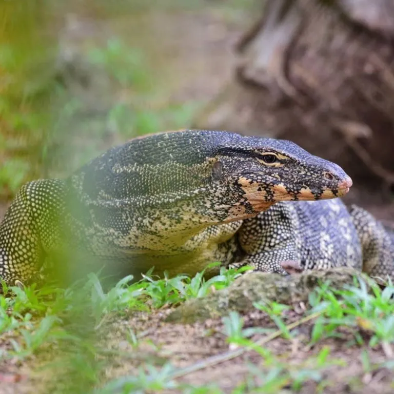 “เหี้ย” สัตว์ป่าคุ้มครอง ภาพจาก กรมอุทยานแห่งชาติ สัตว์ป่า และพันธุ์พืช