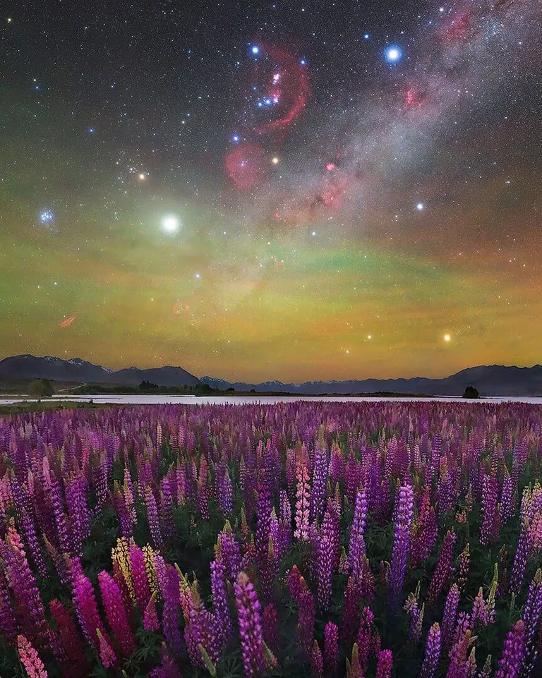 ‘A Sea of Lupines (ท้องทะเลแห่งลูพิน)’ โดย Max Inwood ถ่ายที่ทะเลสาบ Tekapo นิวซีแลนด์