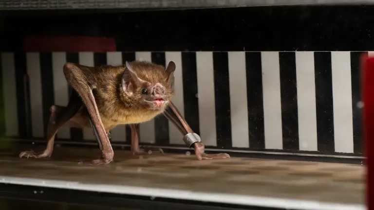vampire bat ค้างคาวแวมไพร์ ภาพจาก Price Sewell