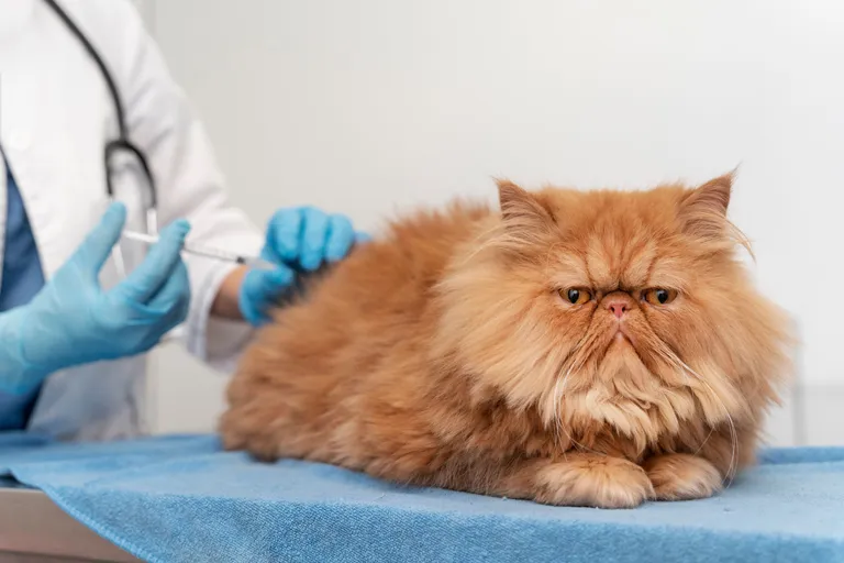 veterinarian-taking-care-pet