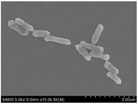 A. ferrooxidans แบคทีเรียที่มีความสามารถในการดึงเหล็กในสภาพแวดล้อมมาใช้งานเพื่อเร่งการเติบโตได้
