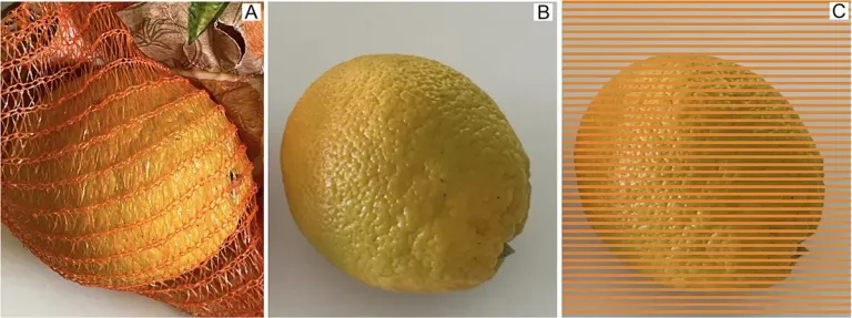 An image highlighting the deceptive oranges of Gegenfurtner Unripe green orange (A) within the orange net, (B) in isolated view, and (C) with a Munker-net. ภาพจาก Gegenfurtner i-Perception2024 (CC BY 4.0)