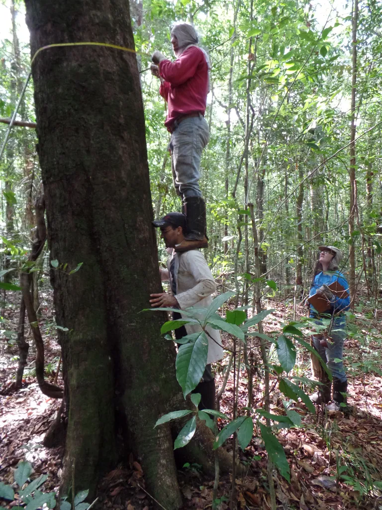 ภาพการตรวจวัดขนาดและความสูงของต้นไม้ในป่า ซึ่งต่อให้ดาวเทียม Biomass สามารถสร้างภาพสามมิติละเอียดแค่ไหน งานของนักพฤกษศาสตร์ในการรังวัดต้นไม้ก็คืองานที่สำคัญมากขึ้นมากกว่าเดิมอยู่ดี ภาพจาก ESA