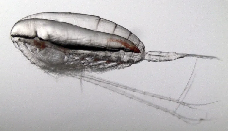 ภาพถ่ายของแพลงก์ตอนชนิด Calanus finmarchicus ซึ่งเป็นอาหารหลักของวาฬและสัตว์ทะเลอื่น ๆ เช่น แซลมอน