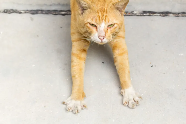 “แมว” (Cat)