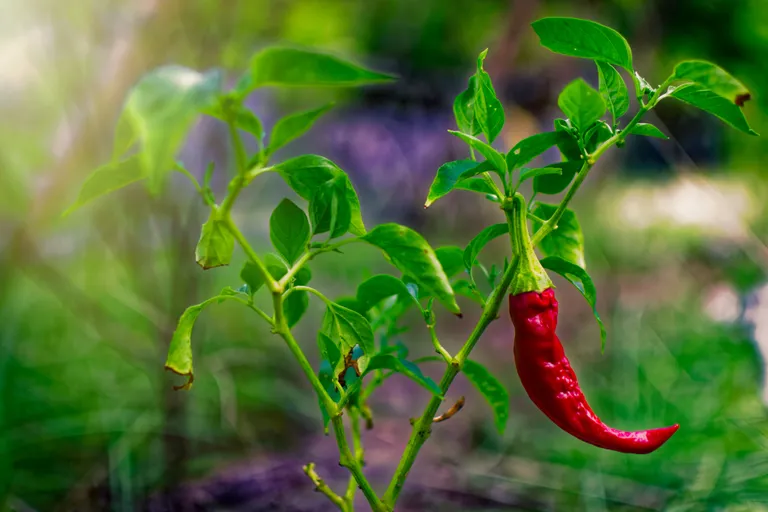 Chili