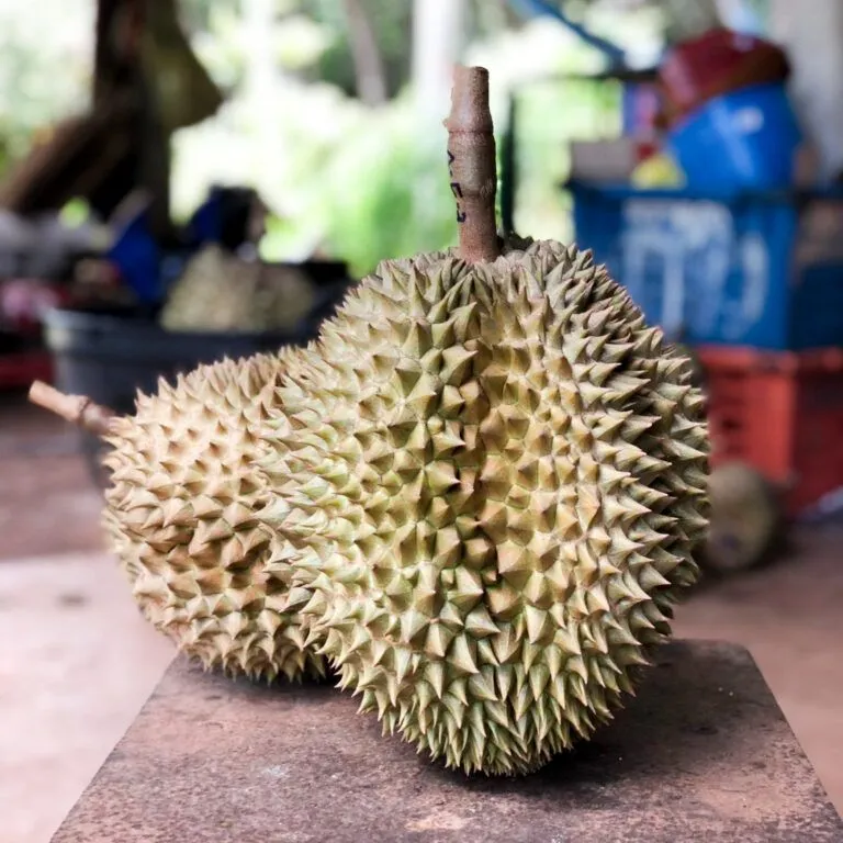 ผลทุเรียนที่ใช้ “ถุงห่อทุเรียน Magik Growth” (เมจิกโกรท) ห่อหุ้ม ภาพจาก สวทช..