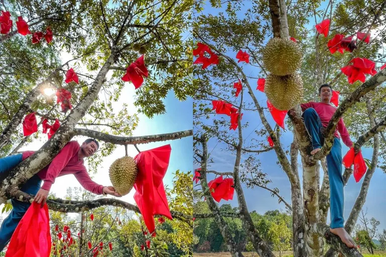 ชาวสวนใช้ “ถุงห่อทุเรียน Magik Growth” (เมจิกโกรท) ห่อหุ้มทุเรียน ภาพจาก สวทช..