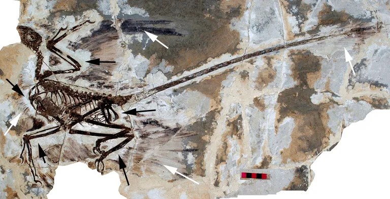 ภาพฟอสซิลของ Microraptor gui ที่แสดงให้เห็นขนบนตัวของไดโนเสาร์ ภาพจากงานวิจัยของ  David W. E. Hone, Helmut Tischlinger, Xing Xu, Fucheng Zhang 2010
