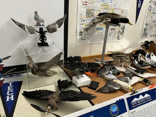 โดรนถูกพัฒนาจากชิ้นส่วนนกจริง ภาพจาก New Mexico Tech, SWNS