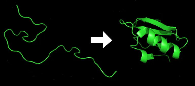ภาพแสดงการม้วนพับแบบปกติของโปรตีนในรูปแบบของ Peptide chain เป็น Secondary structure