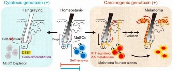 ภายใต้การได้รับสารที่ก่อให้เกิดความเสียหายต่อเซลล์ (Cytotoxic genotoxin) เช่น การฉายรังสีเอกซ์ (X-ray irradiation) ความสามารถในการซ่อมแซมและสร้างตัวเองใหม่ของ McSCs จะลดลง ซึ่งนำไปสู่การหมดไปของเซลล์และทำให้ผมหงอก ที่มาของภาพ: Mohri, Y., Nie, J., Morinaga, H. et al. Antagonistic stem cell fates under stress govern decisions between hair greying and melanoma. Nat Cell Biol 27, 1647–1659 (2025).