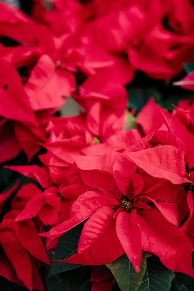 ต้นคริสต์มาส หรือต้น Poinsettia (พอยน์เซตเทีย)