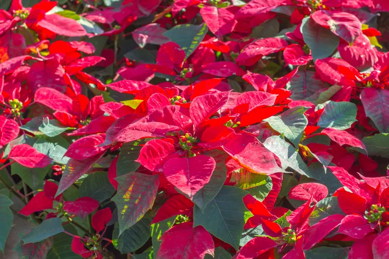 ต้นคริสต์มาส หรือต้นพอยเซตเทีย (Poinsettia) ภาพจาก 123rf