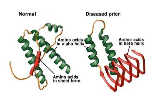 การม้วนพับผิดปกติของโปรตีนอาจทำให้โปรตีนกลายเป็นโปรตีน Prion