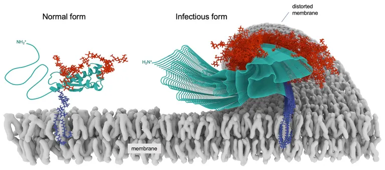 โปรตีน Prion อาจนำไปสู่การเกาะกลุ่มรวมตัวกันของโปรตีนที่ม้วนพับผิดปกติ
