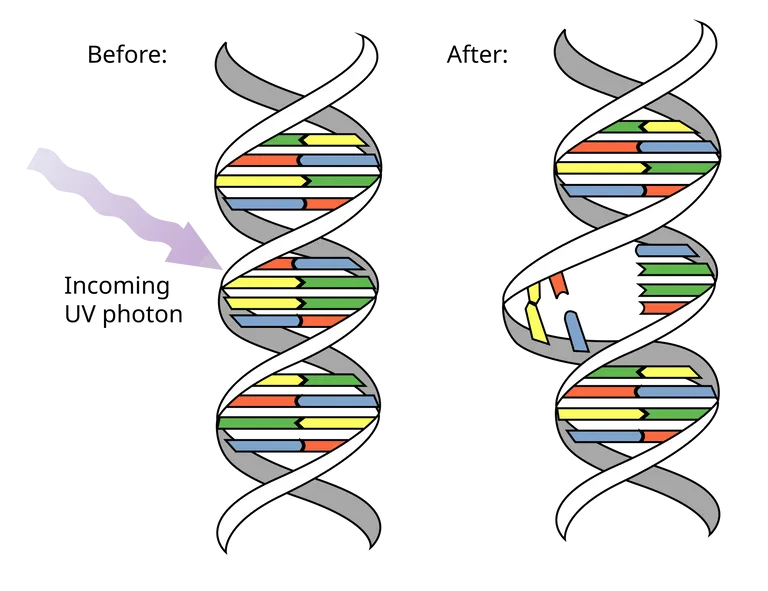กระบวนการ Pyrimidine dimer ที่เกิดความผิดปกติของบส DNA เมื่อได้รับรังสี UV