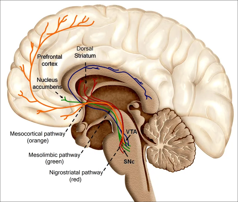Recolored_Overview_of_reward_structures_in_the_human_brain