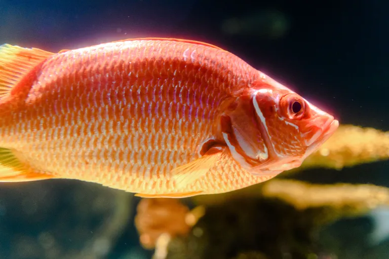 ภาพปลา Sargocentron spiniferum ปลาน้ำเค็มที่มีสีสันสวยงาม ภาพถ่ายโดย Eric Kilby