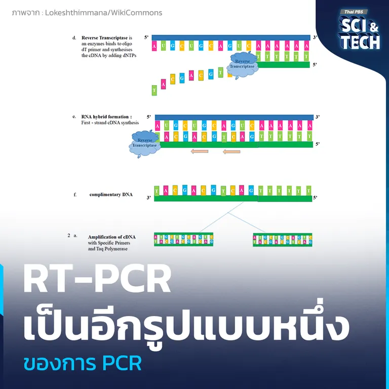 เทคนิค Real-time RT-PCR มีชื่อเต็ม คือ “Real-time Reverse Transcription Polymerase Chain Reaction” ที่ใช้ในการตรวจหาไวรัส อย่าง COVID-19