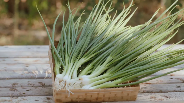 ต้นหอม Spring Onion