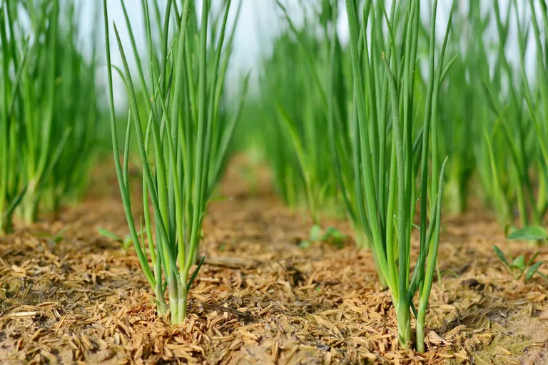 ต้นหอม Spring Onion
