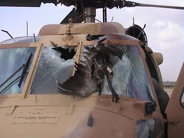 กระจกห้องนักบินเฮลิคอปเตอร์ UH-60 หลังชนเข้ากับนกขนาดใหญ่