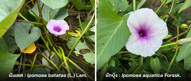 เปรียบเทียบมันเทศกับผักบุ้ง ภาพจาก ธวัชพงศ์ บุญมา