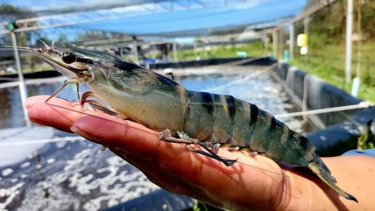 พ่อแม่พันธุ์กุ้งกุลาดำพันธุ์ใหม่ที่พัฒนาโดยไบโอเทค สวทช. ปลอดโรค โตไว ขนาดใหญ่