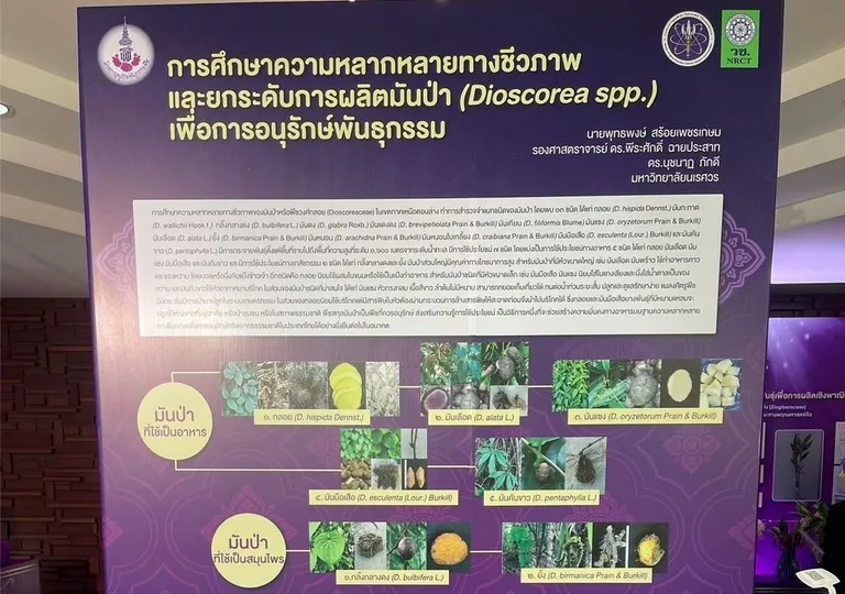 การศึกษาพันธุกรรม “มันม่วง”
