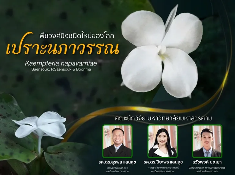 ทีมวิจัยเปราะนภาวรรณ