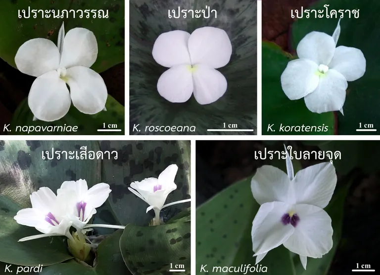 พืชสกุลเปราะแต่ละชนิด