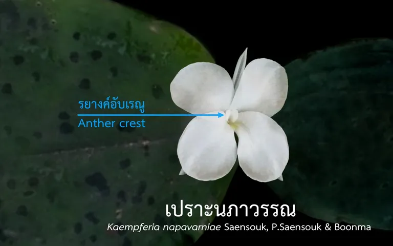 รยางค์อับเรณูเปราะนภาวรรณ