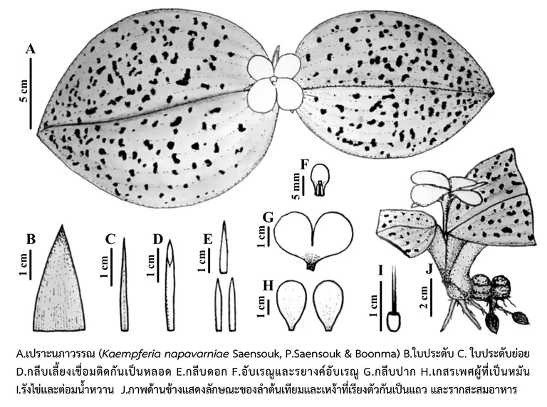 องค์ประกอบแต่ละส่วนของเปราะนภาวรรณ