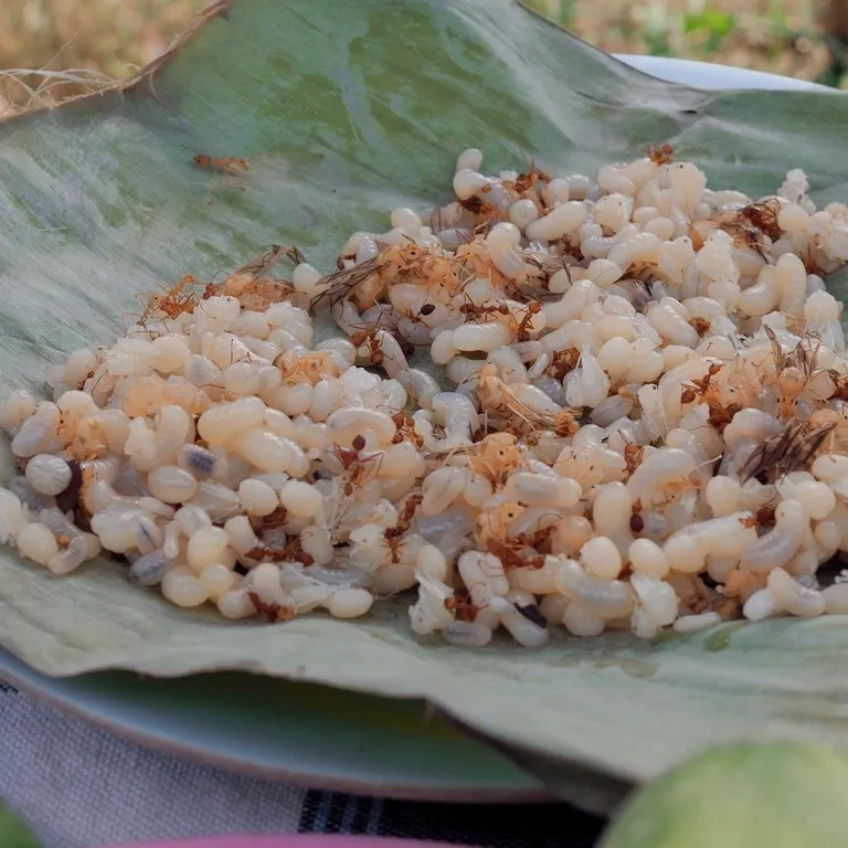 ไข่มดแดง ภาพจาก เปิดบ้านไทยพีบีเอส