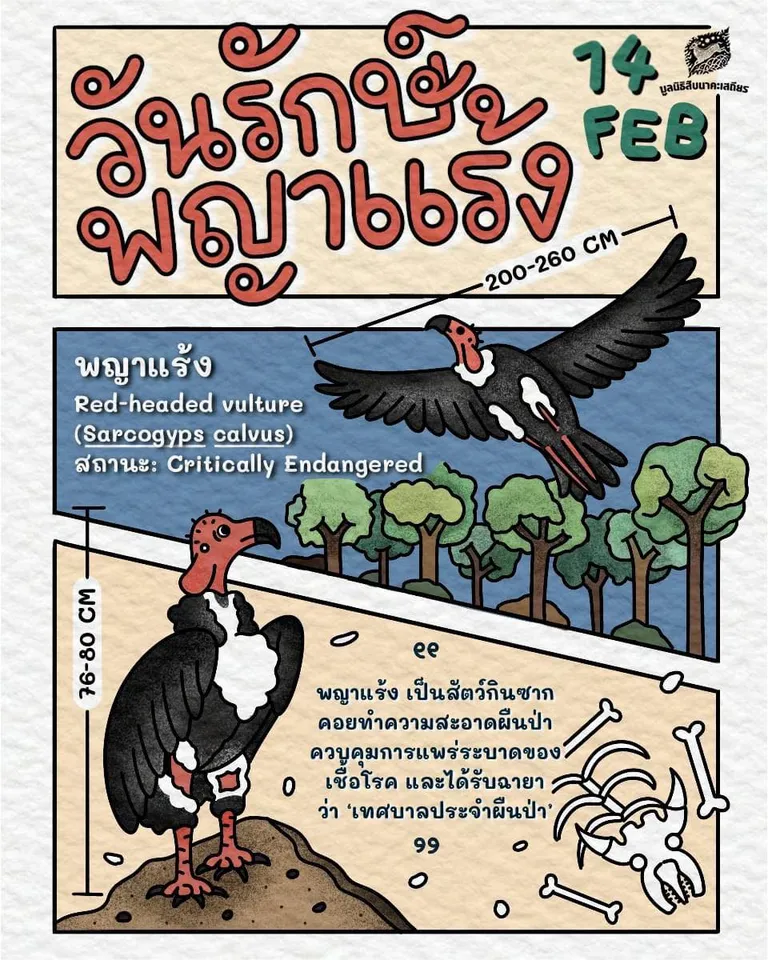อินโฟกราฟิก วันรักษ์พญาแร้ง : มูลนิธิสืบนาคะเสถียร