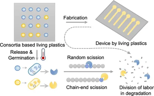 พลาสติกมีชีวิต ย่อยสลายได้ไม่ทิ้งเศษไมโครพลาสติก ใน 6 วัน ภาพจาก ACS Applied Polymer Materials 