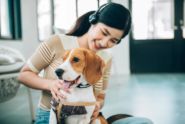beagle-dog-with-woman-living-roomfocus-dog
