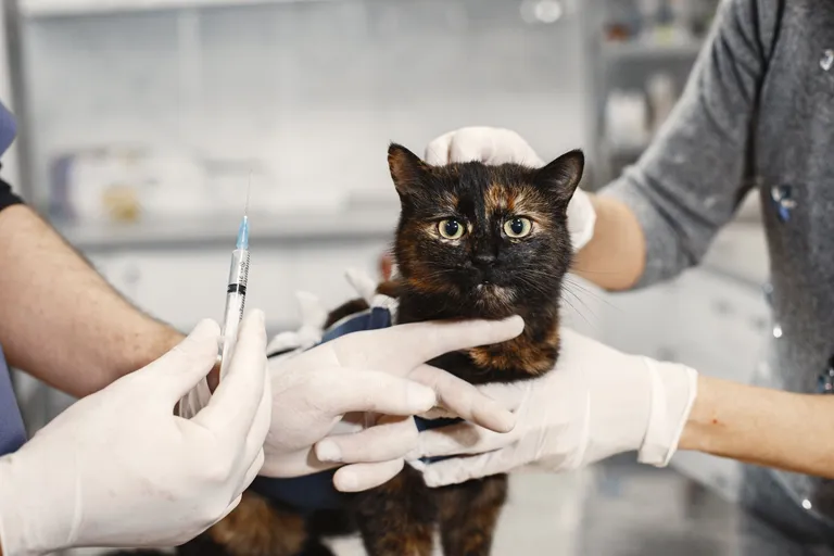 brown-pussy-after-surgery-injection-animal-vet-mittens-with-injection