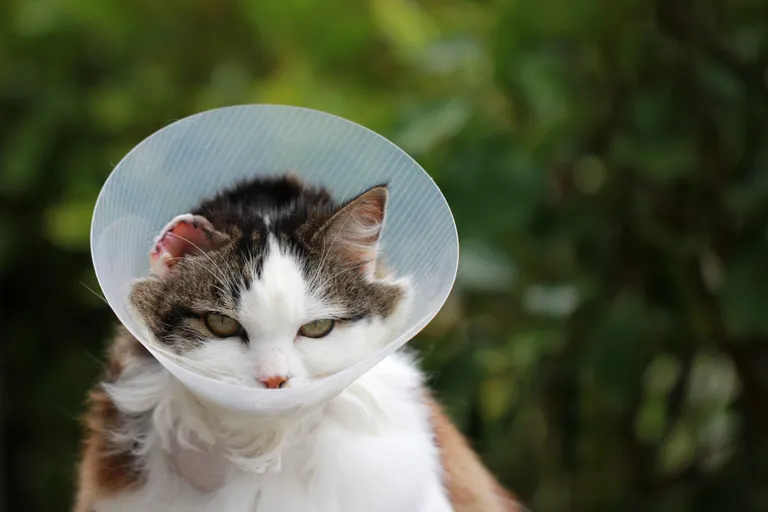 cat-with-cone