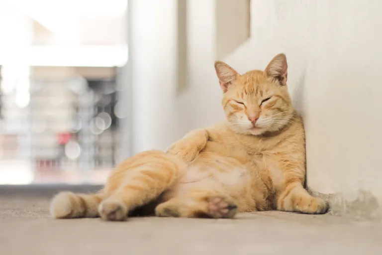 cat-with-light-brown-striped-fur-front-white-wall